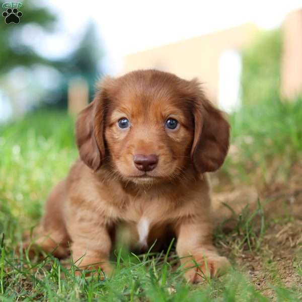 Tater tot, Dachshund Puppy